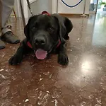 호텔 Ai Pini