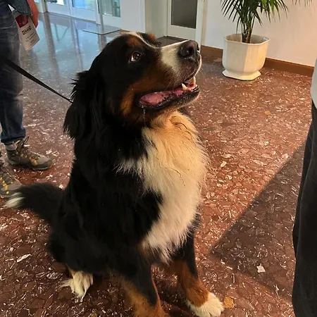 Ai Pini Szálloda 3*