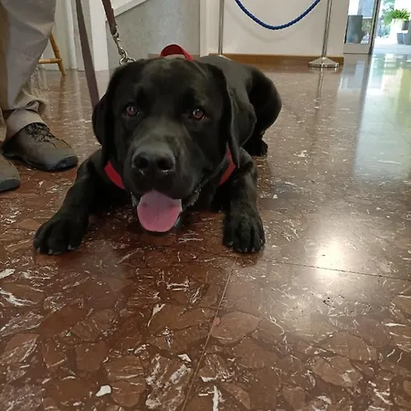 Otel Ai Pini