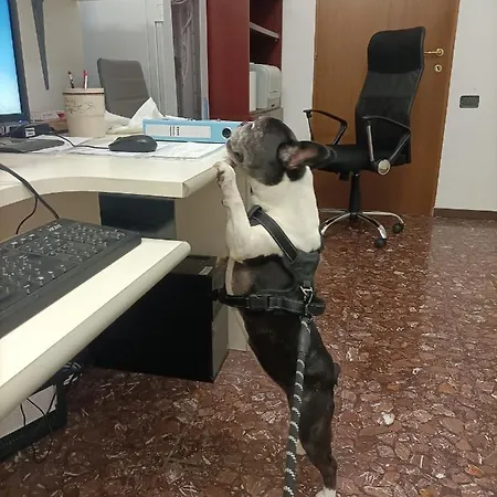 Szálloda Ai Pini Grado