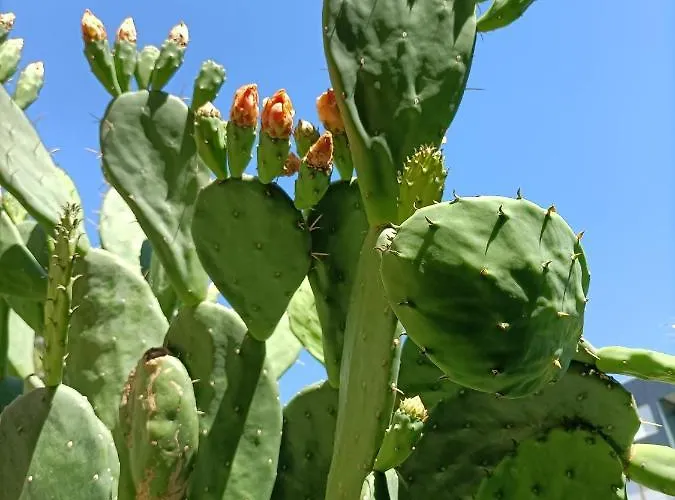 Ai Pini ホテル グラード